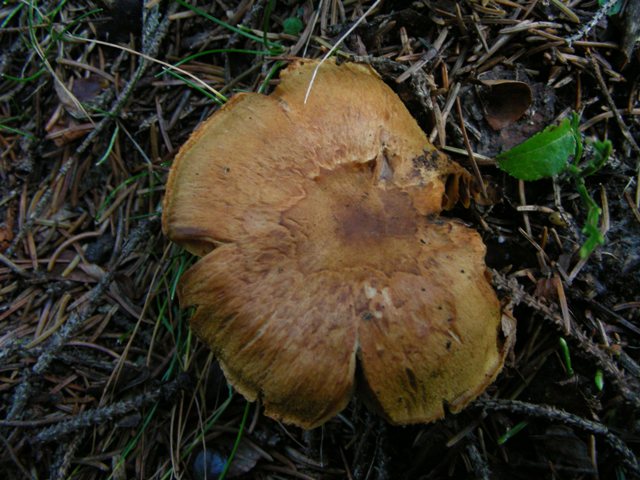 pecceta montana autunnale